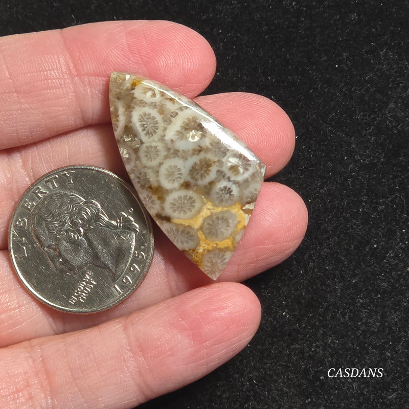 Coral Fossil Cabochon