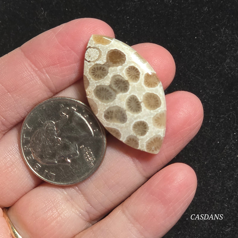 Coral Fossil Cabochon