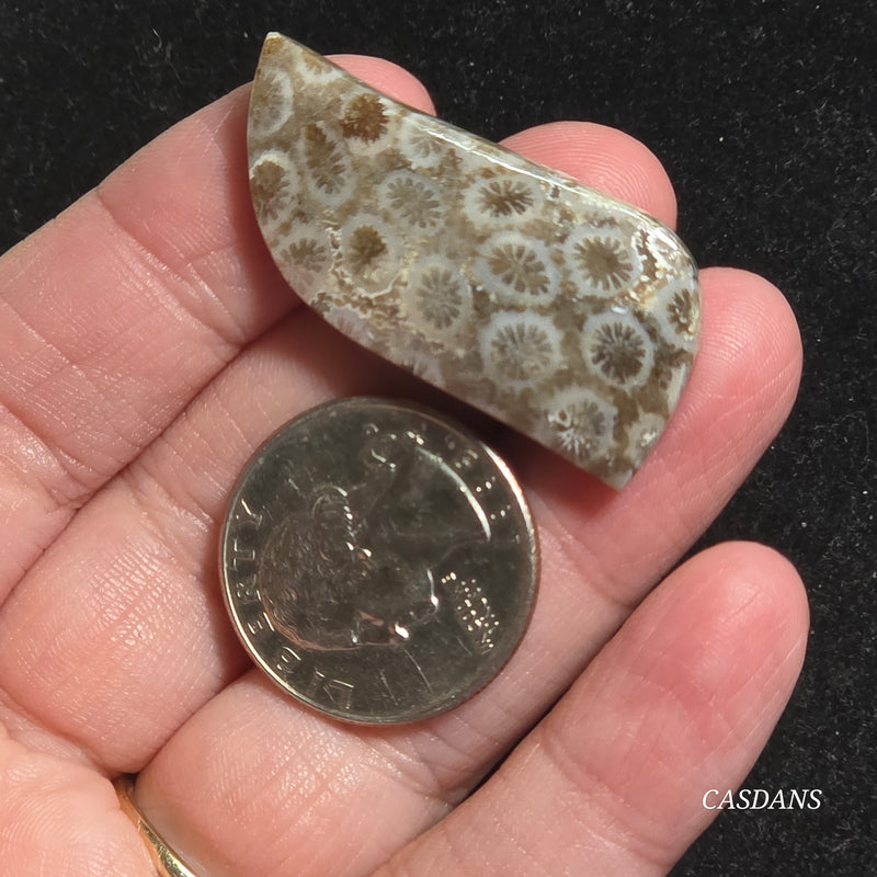 Coral Fossil Cabochon