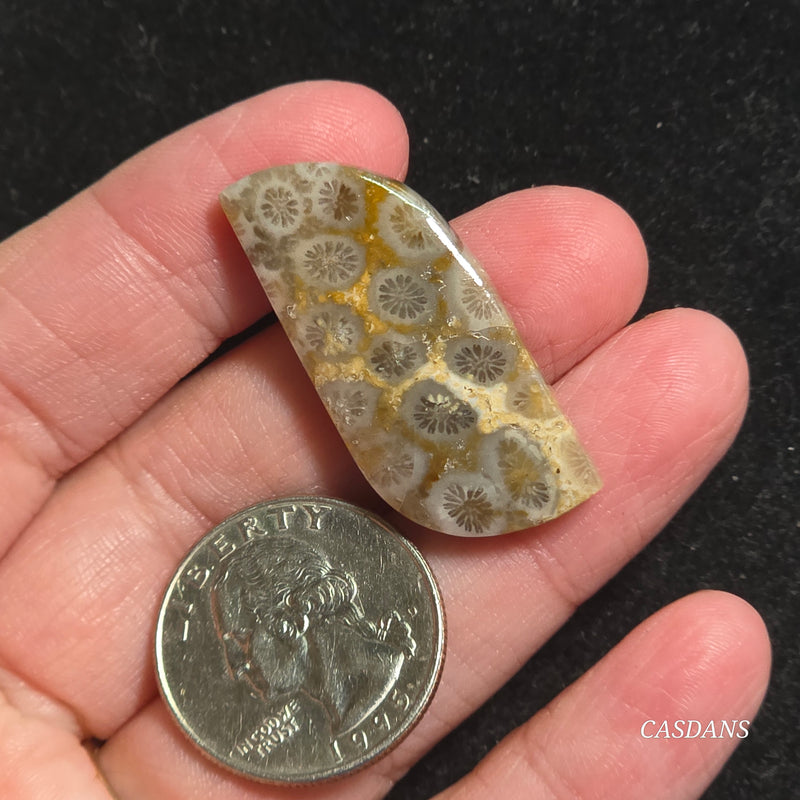 Coral Fossil Cabochon