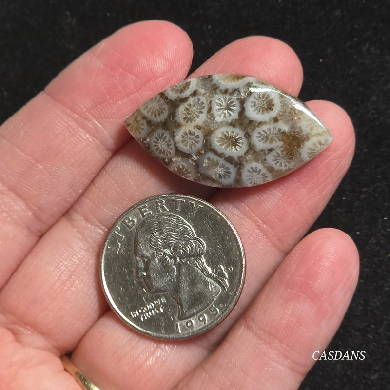 Coral Fossil Cabochon