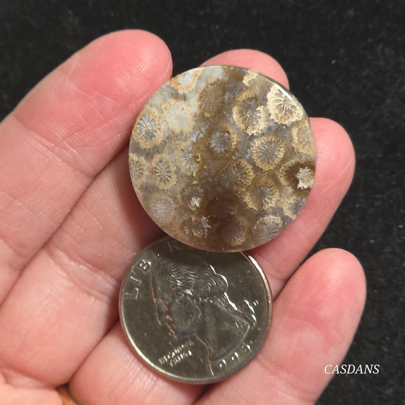 Coral Fossil Cabochon