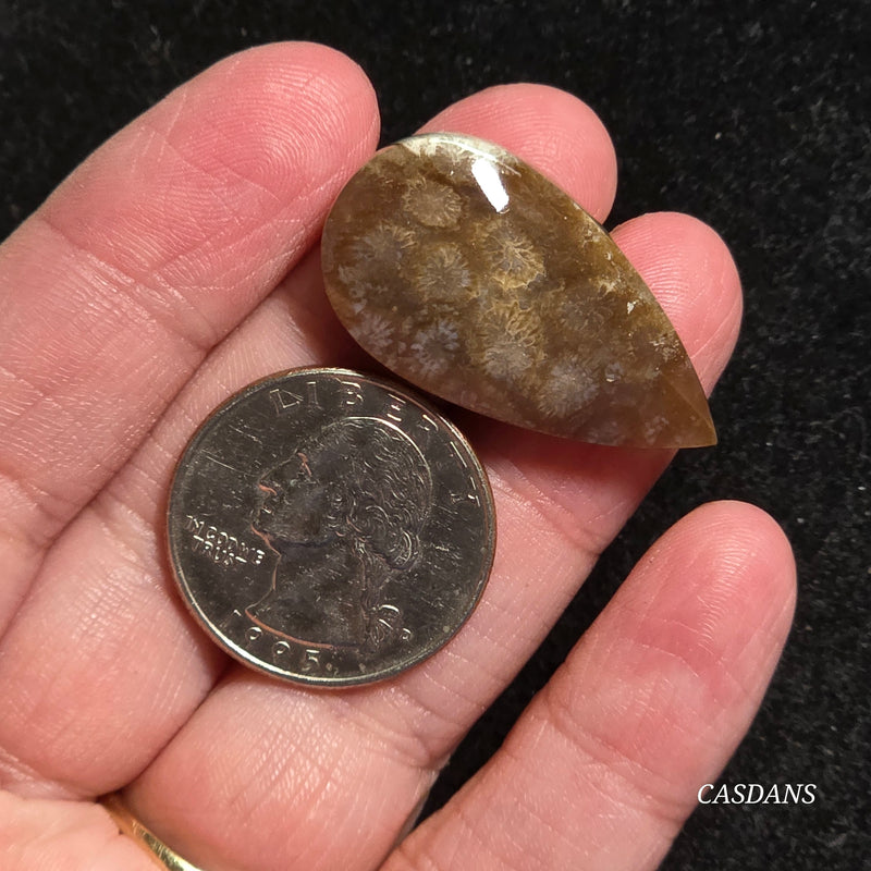 Coral Fossil Cabochon