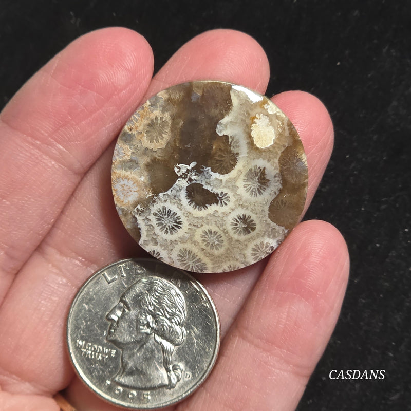 Coral Fossil Cabochon