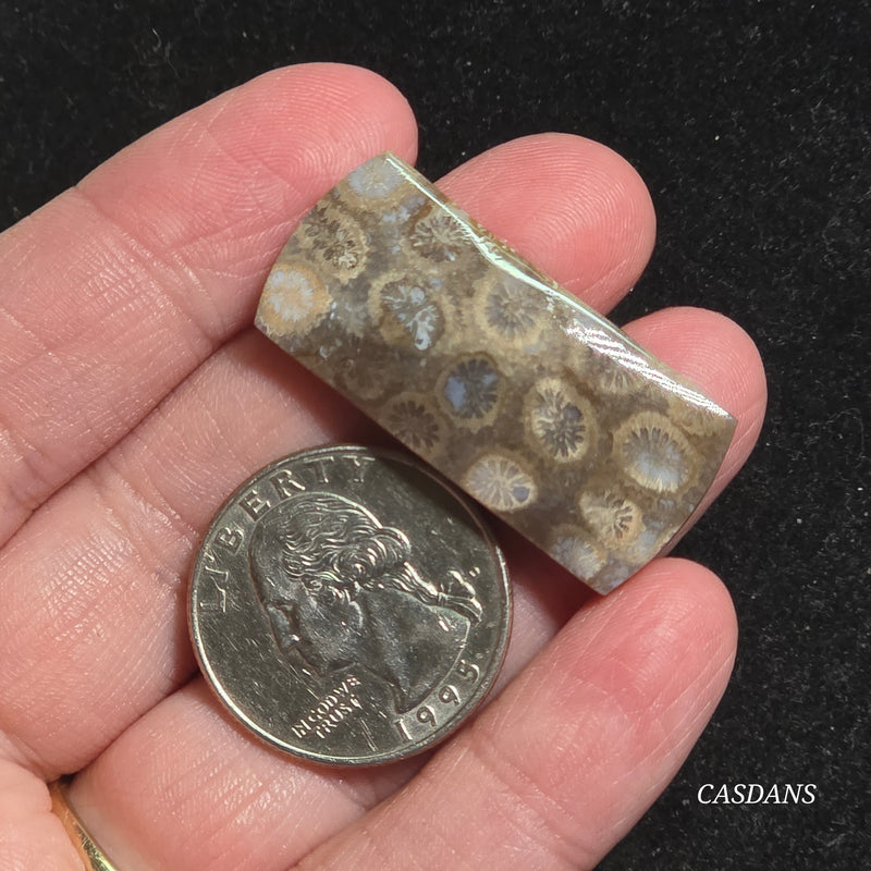 Coral Fossil Cabochon