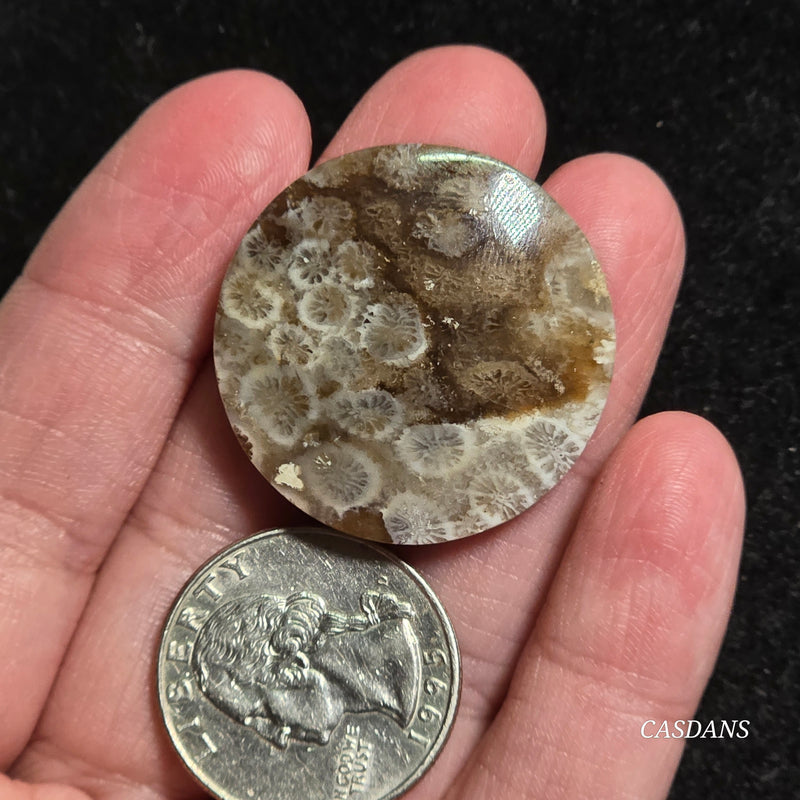 Coral Fossil Cabochon