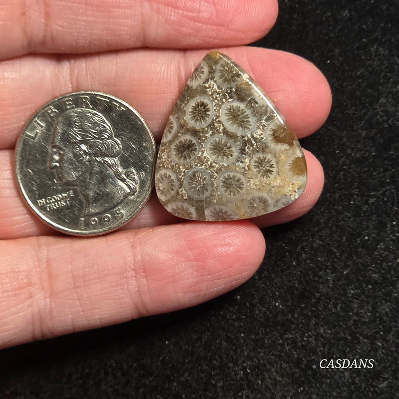 Coral Fossil Cabochon