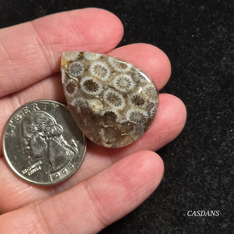 Coral Fossil Cabochon