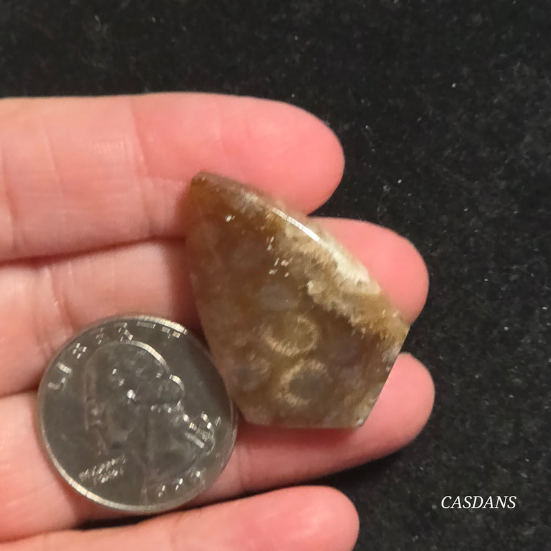 Coral Fossil Cabochon