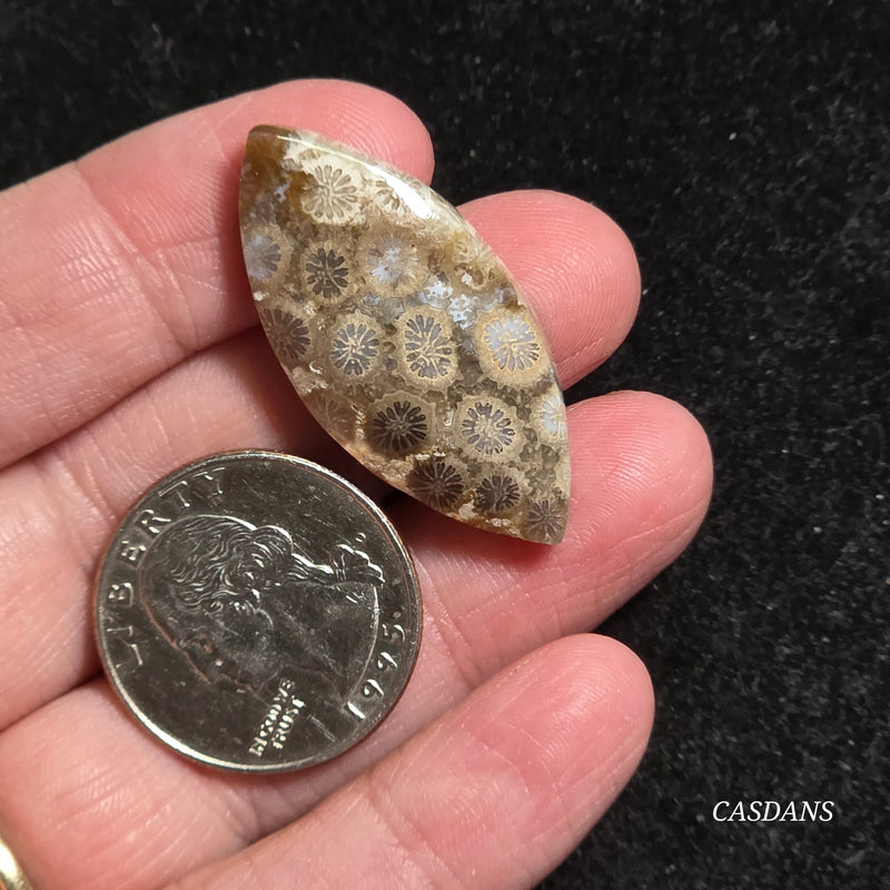 Coral Fossil Cabochon