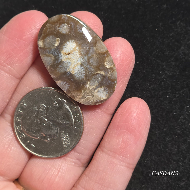 Coral Fossil Cabochon