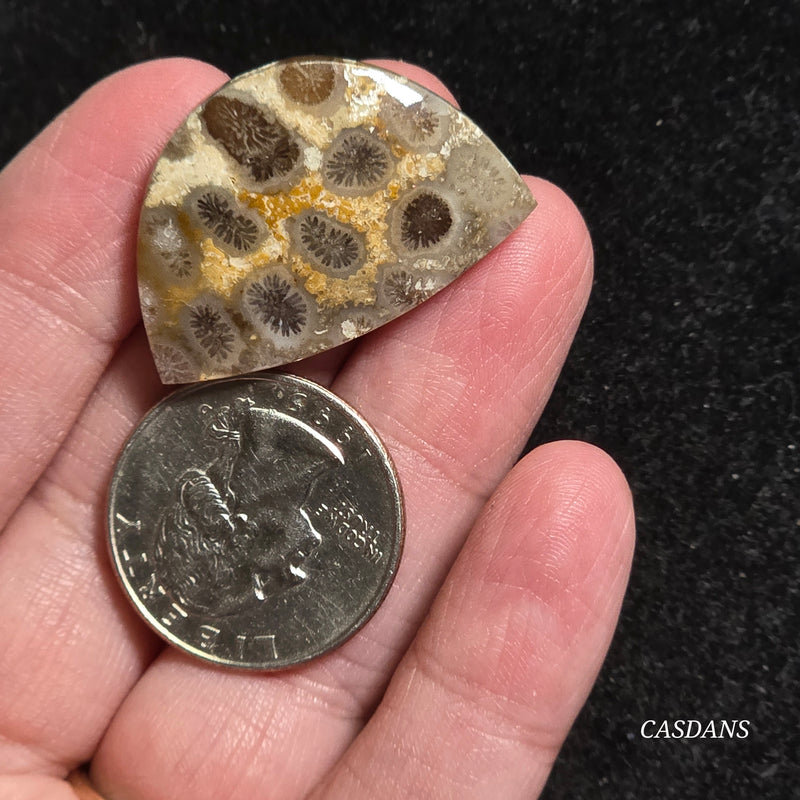 Coral Fossil Cabochon