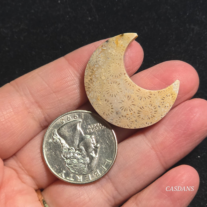 Coral Fossil Moon