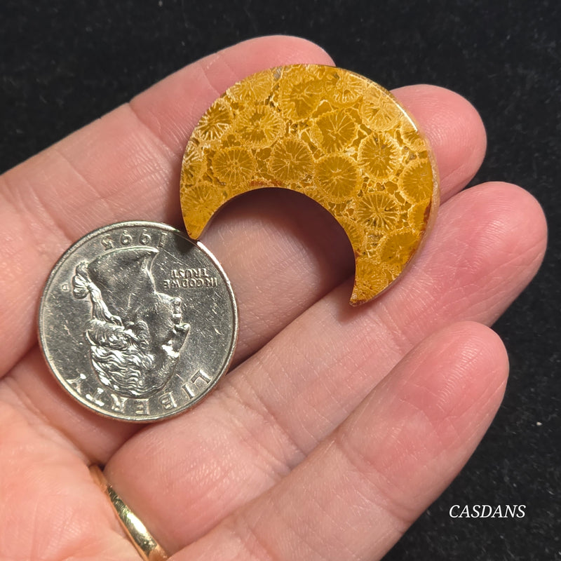 Coral Fossil Moon