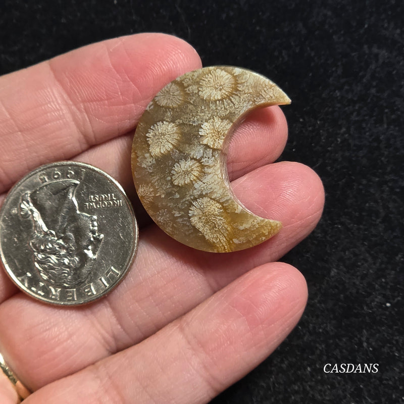 Coral Fossil Moon