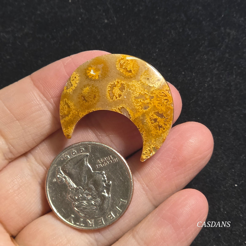 Coral Fossil Moon