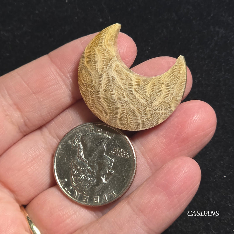 Coral Fossil Moon