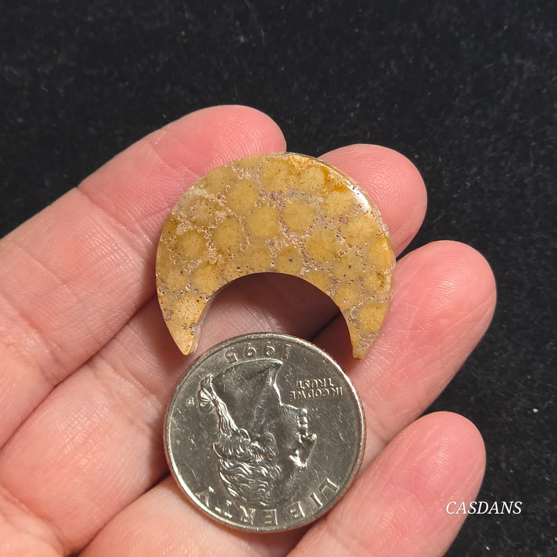 Coral Fossil Moon