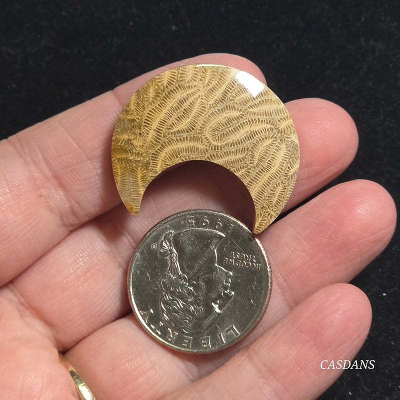 Coral Fossil Moon