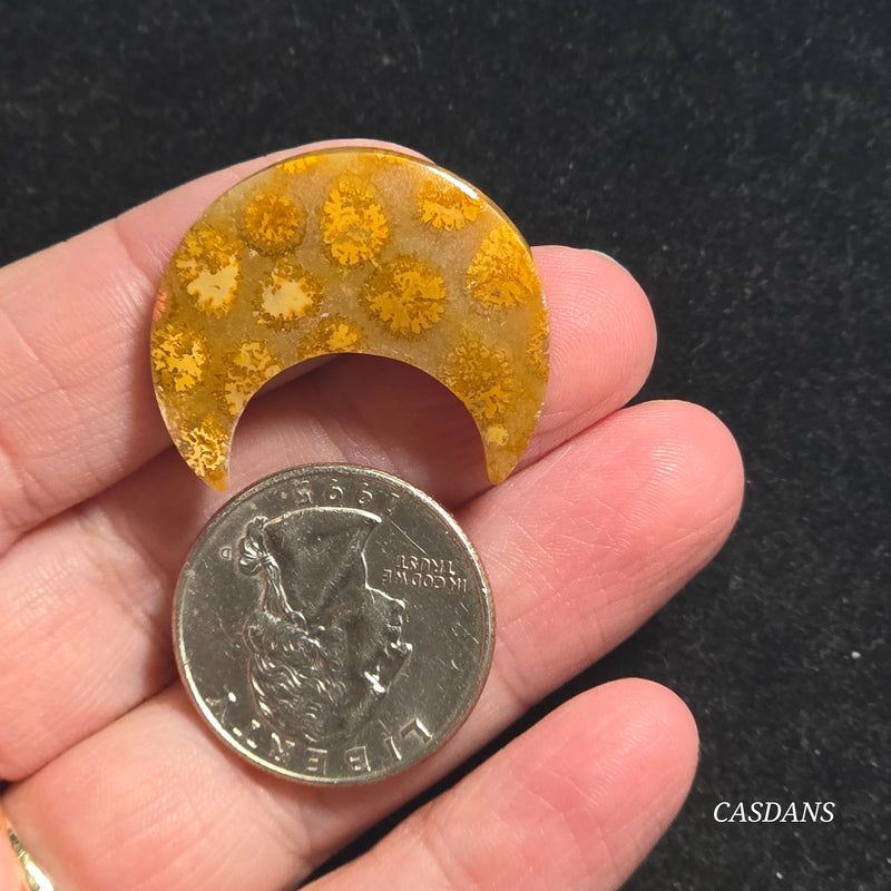 Coral Fossil Moon