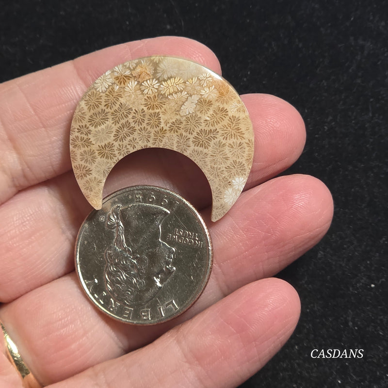 Coral Fossil Moon