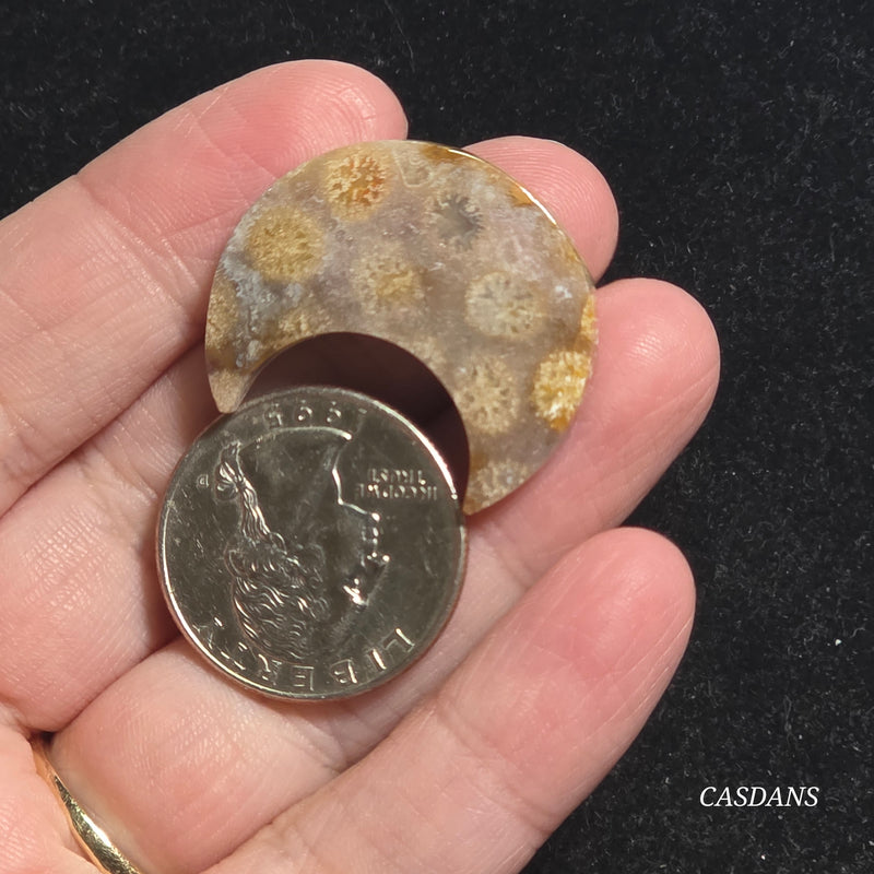 Coral Fossil Moon