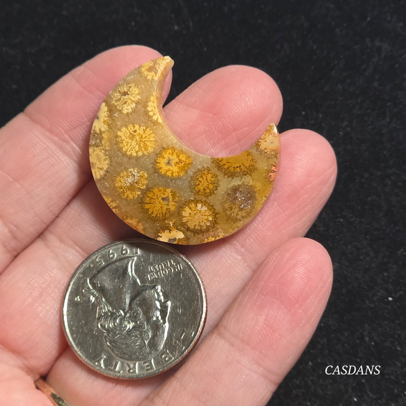 Coral Fossil Moon