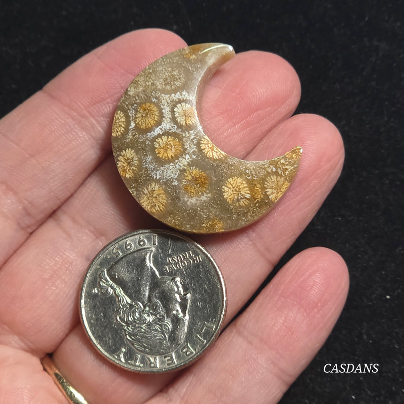 Coral Fossil Moon