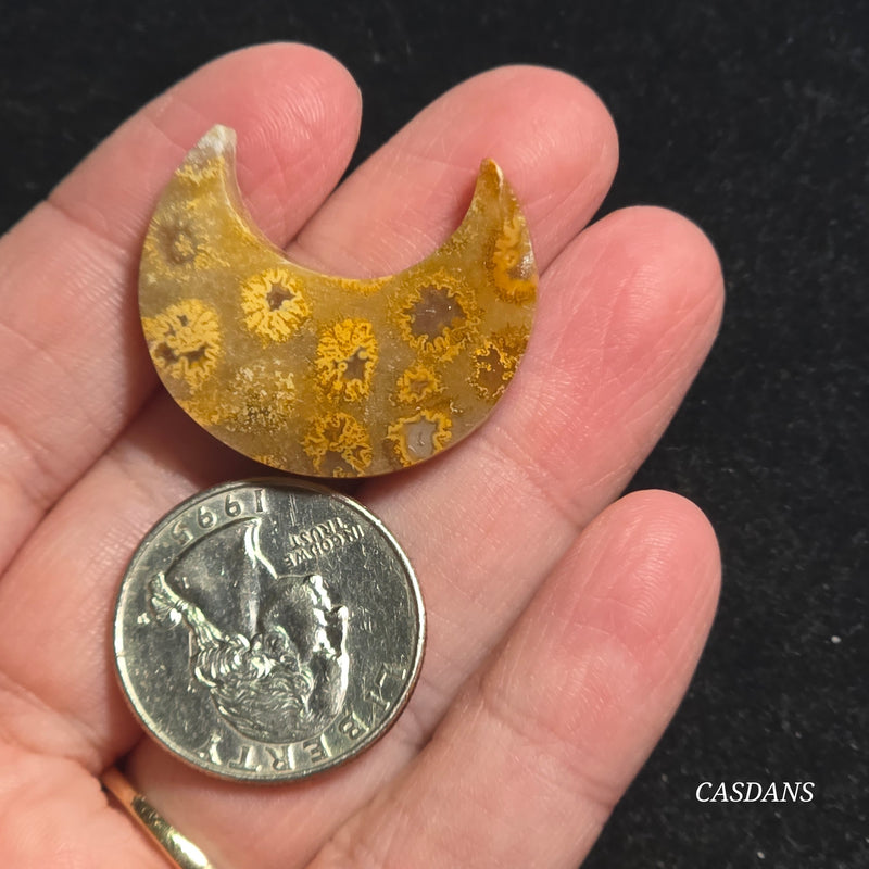Coral Fossil Moon