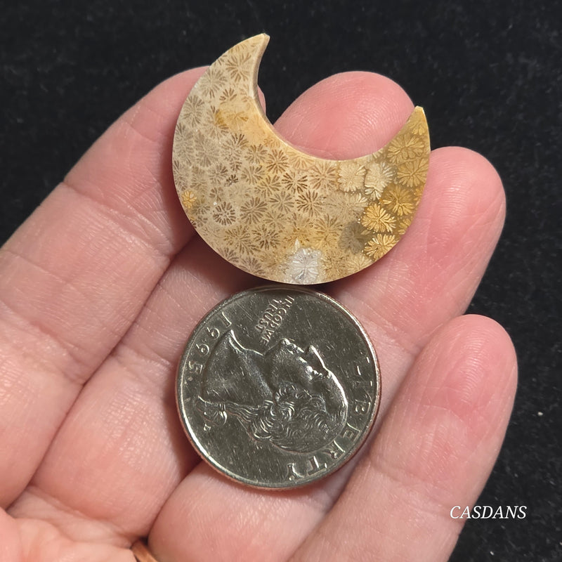 Coral Fossil Moon