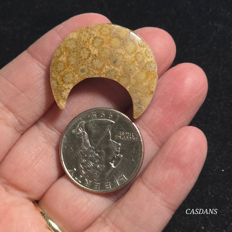Coral Fossil Moon