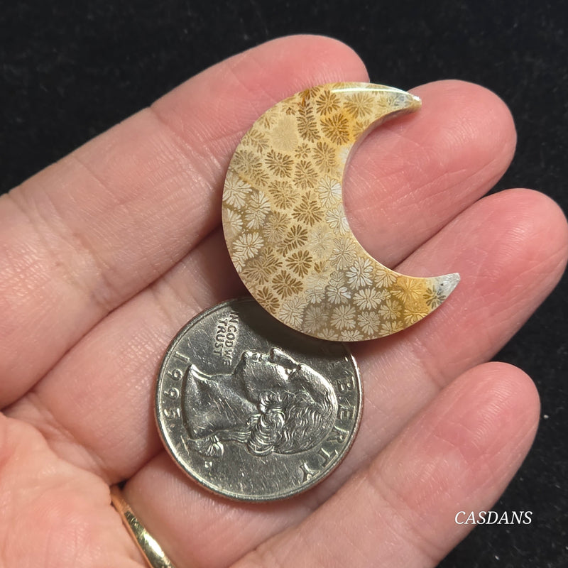 Coral Fossil Moon