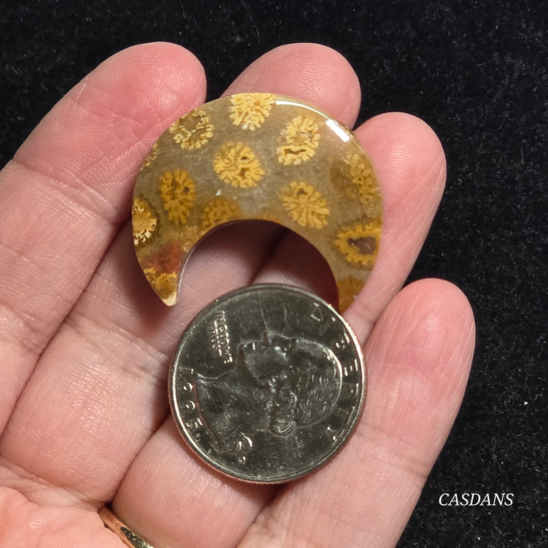 Coral Fossil Moon