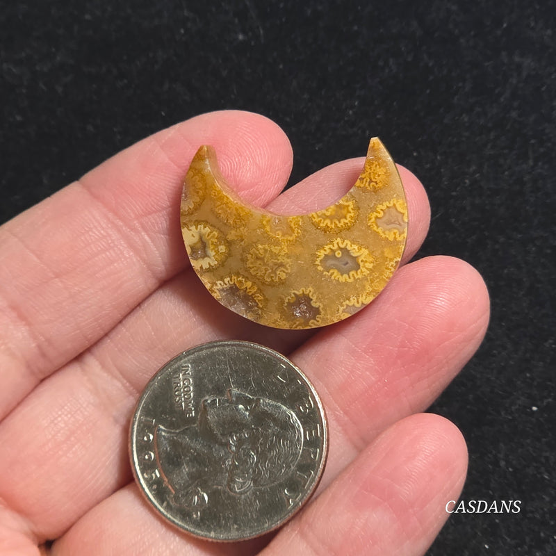 Coral Fossil Moon