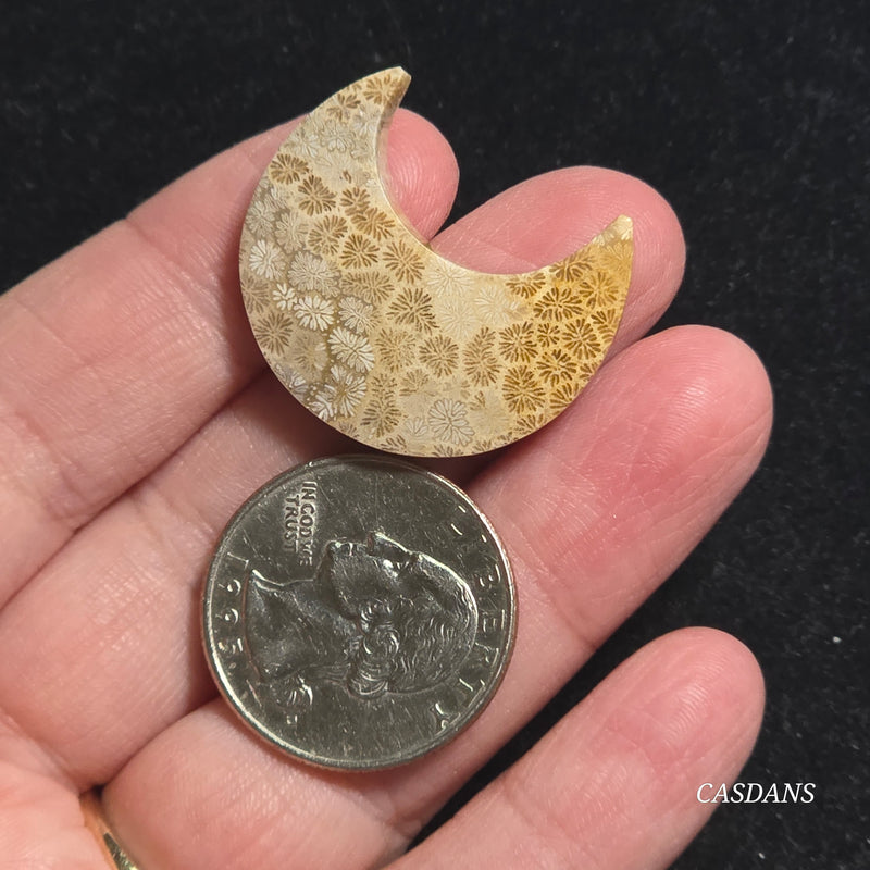 Coral Fossil Moon