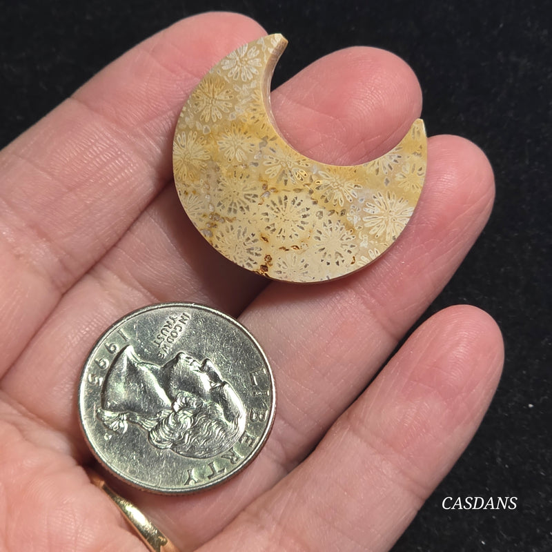Coral Fossil Moon