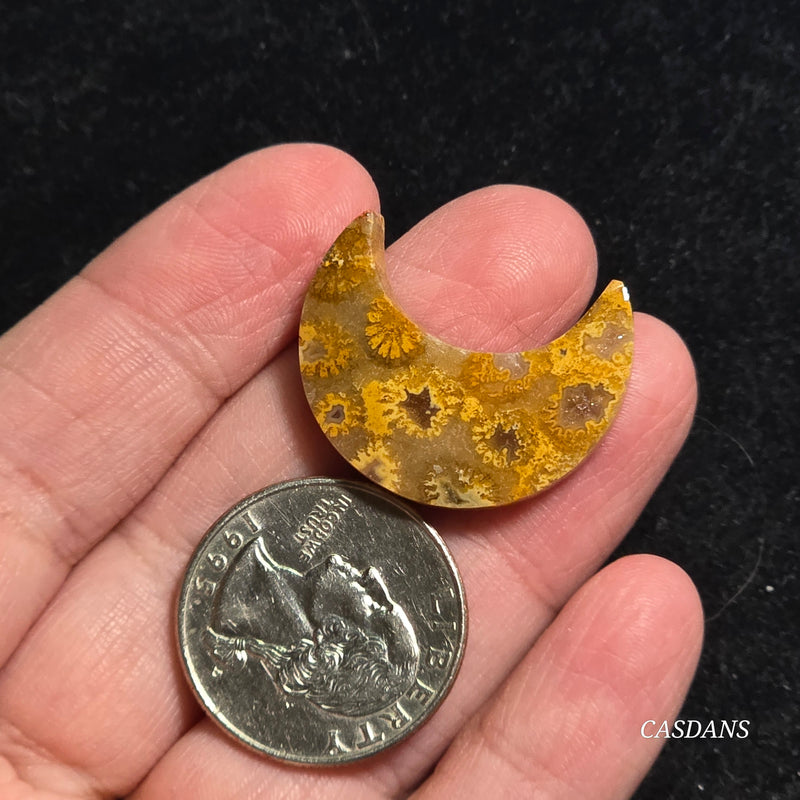 Coral Fossil Moon
