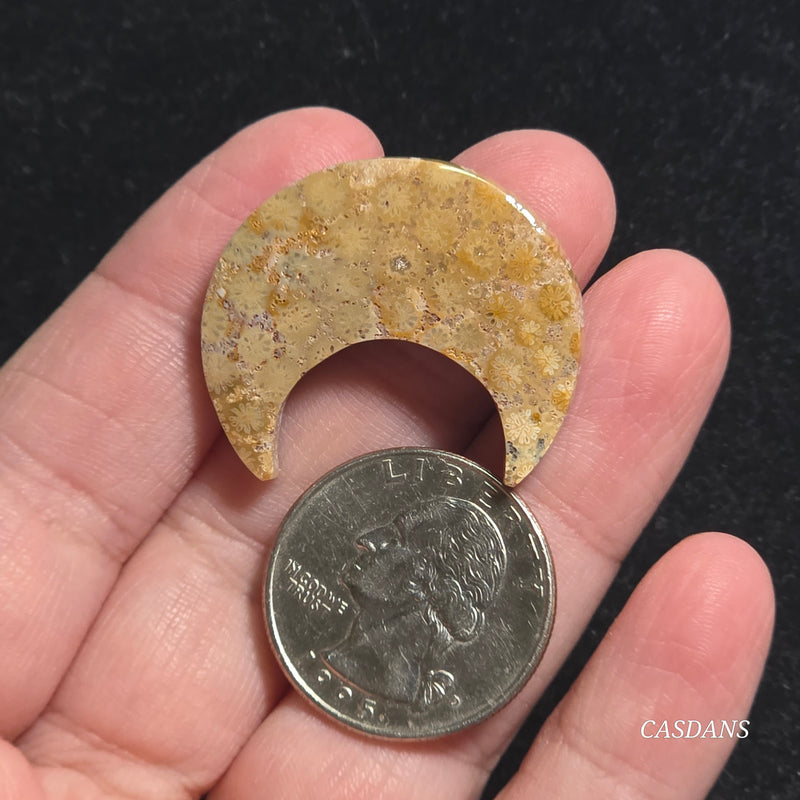 Coral Fossil Moon