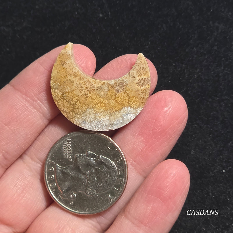 Coral Fossil Moon