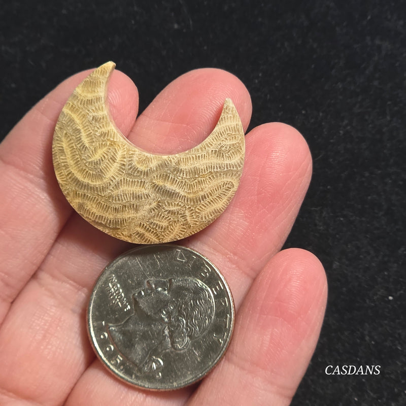 Coral Fossil Moon