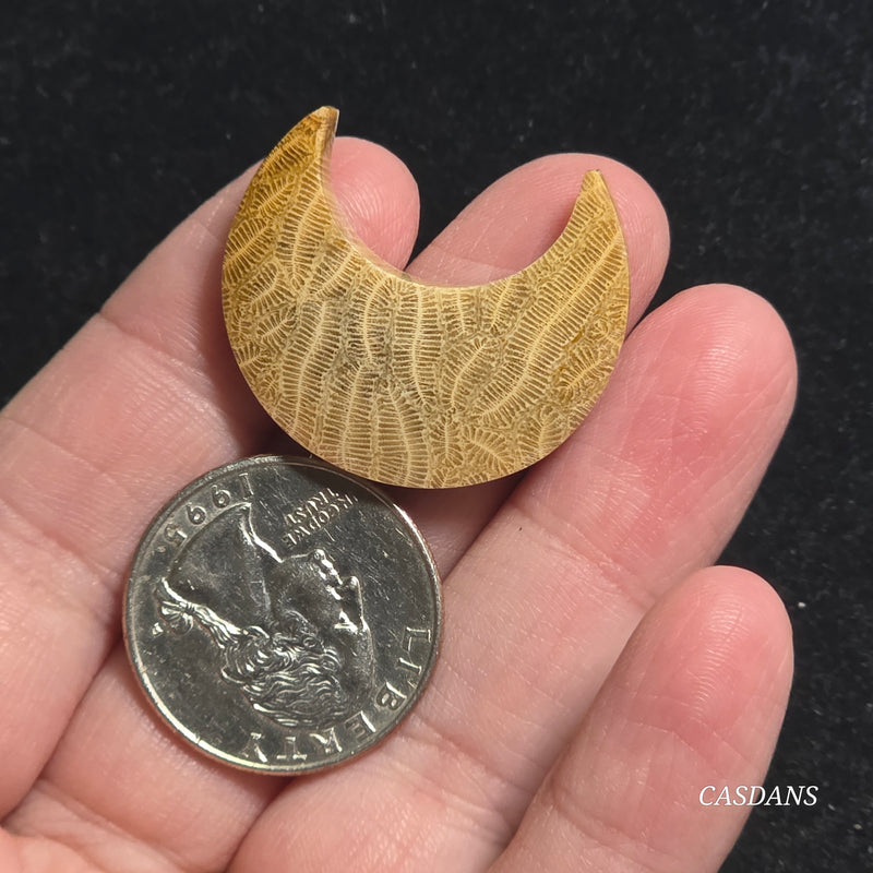 Coral Fossil Moon