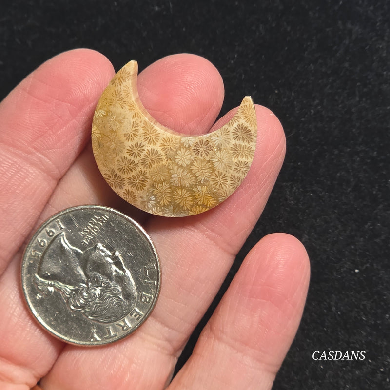 Coral Fossil Moon