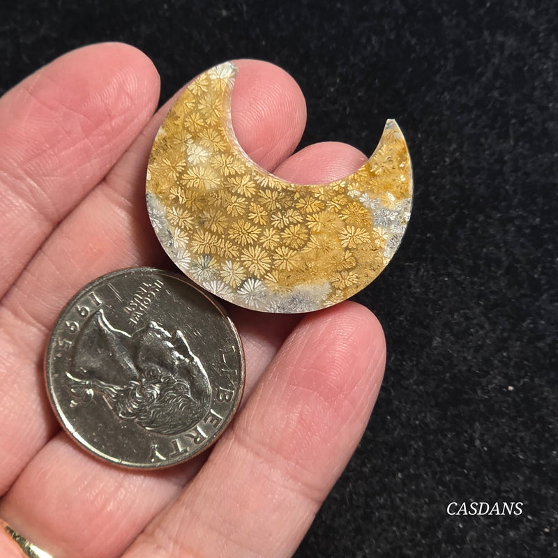 Coral Fossil Moon