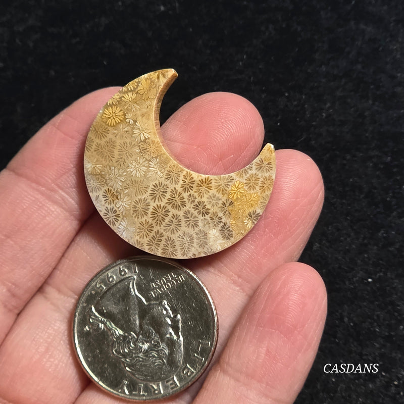 Coral Fossil Moon