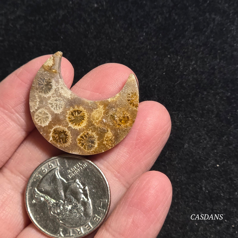 Coral Fossil Moon