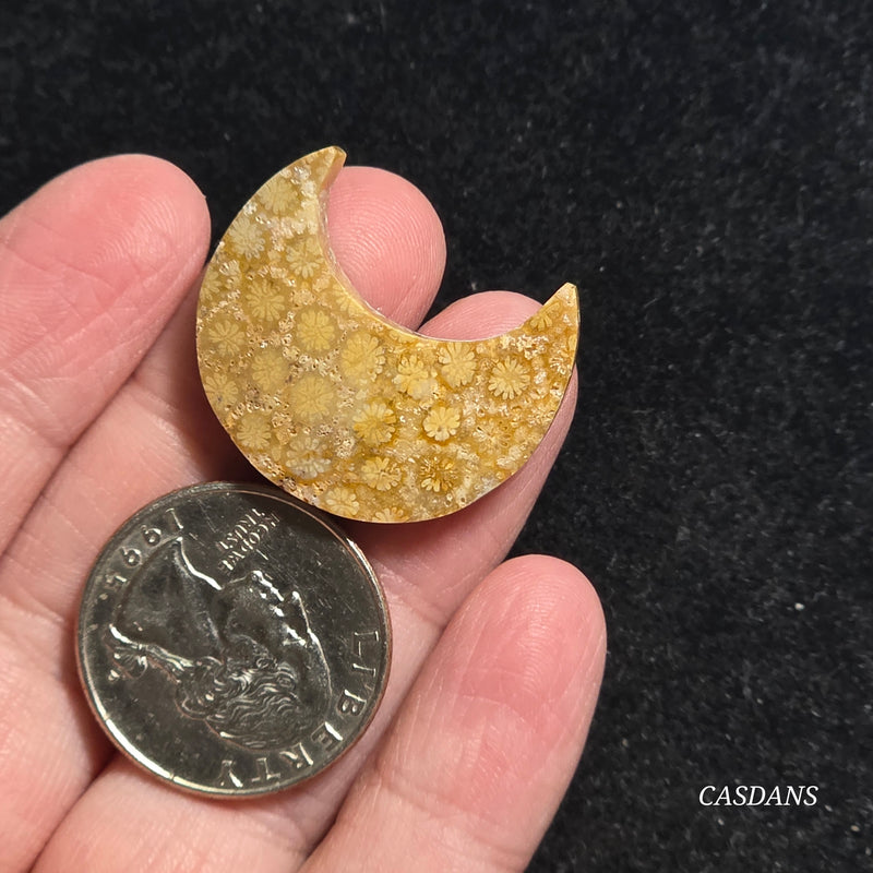 Coral Fossil Moon