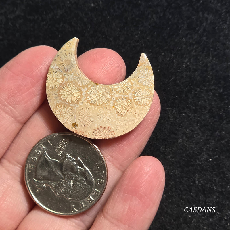 Coral Fossil Moon