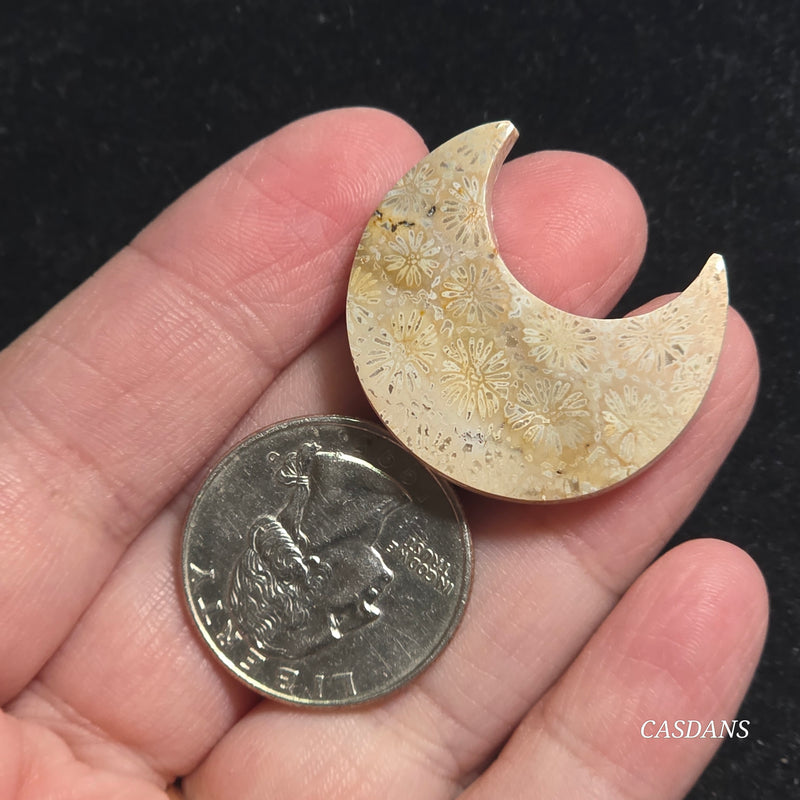 Coral Fossil Moon