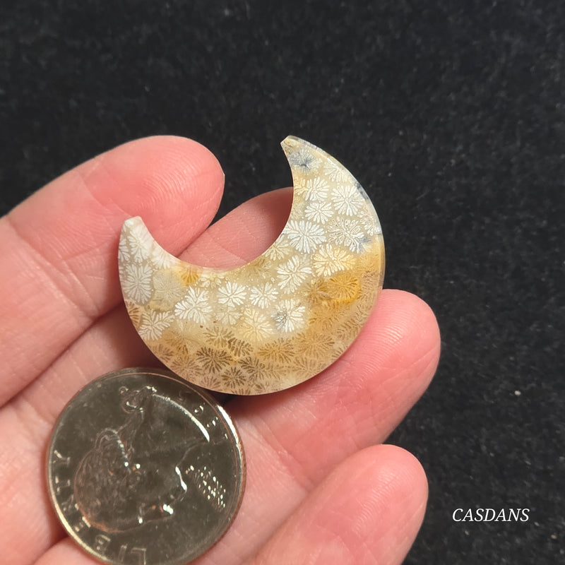 Coral Fossil Moon