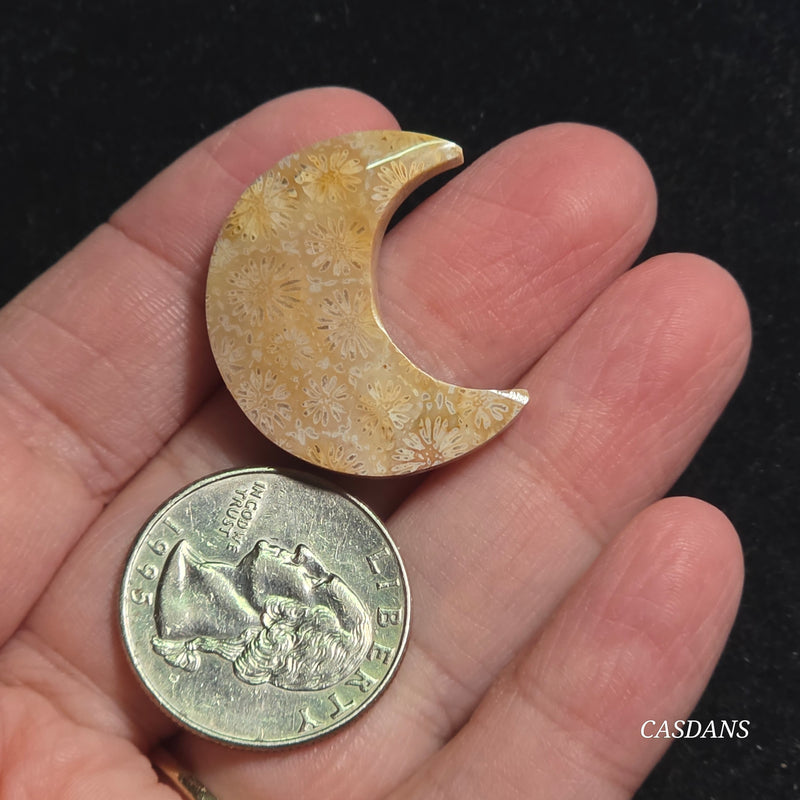 Coral Fossil Moon